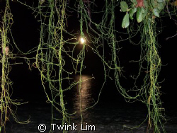 The moon over the water partially hidden by creeping vines by Twink Lim 